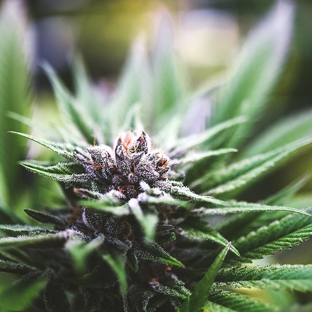 Strawberry Fields Colorado Springs Website