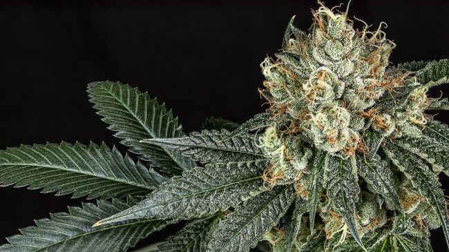 Southern Oregon Cannabis Connection - Grants Pass Website