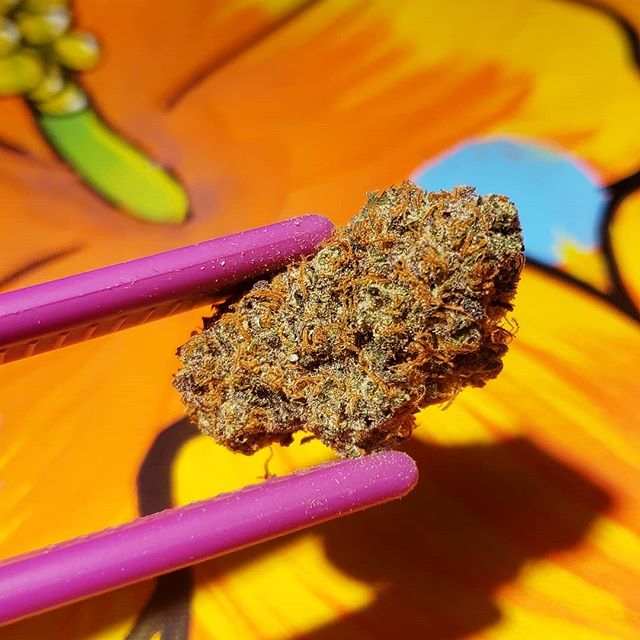 Five Zero Trees Dekum Website