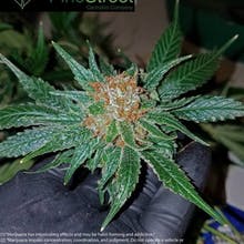 Pine Street Cannabis Company Website