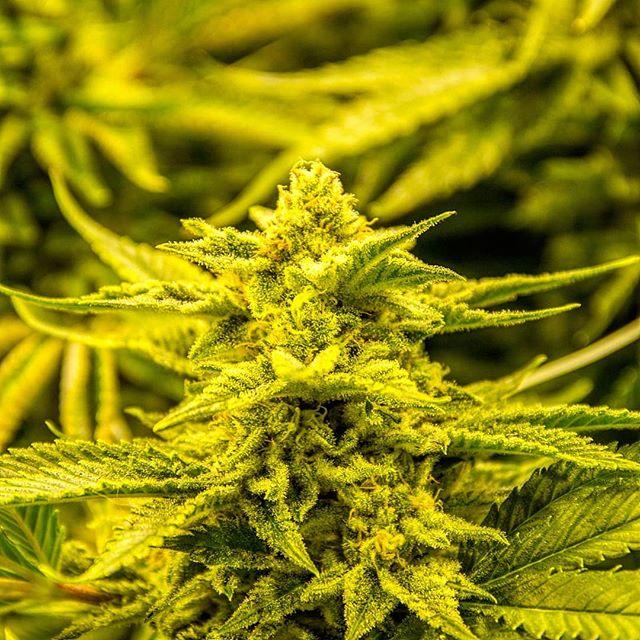 Colorado Harvest Company Yale Website