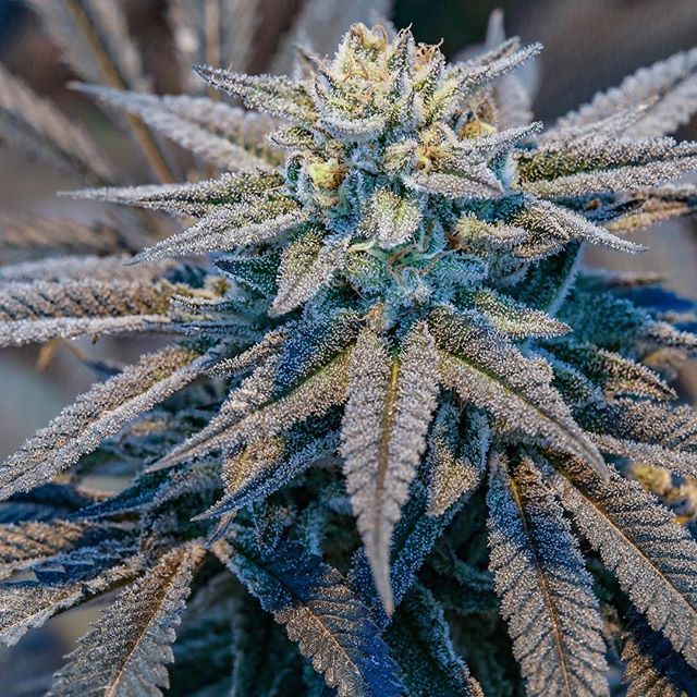 Green Pharms Dispensary Mesa Website