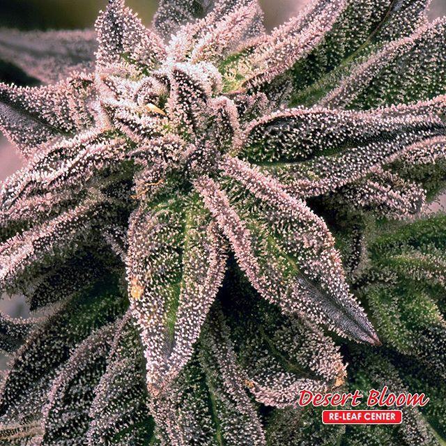 Desert Bloom Releaf Center Website