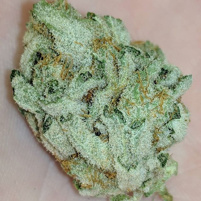 Medicinal Oasis - Recreational Website