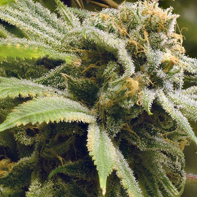 Desert Bloom Releaf Center Website