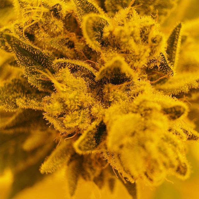 Casper’s Cannabis Club Website