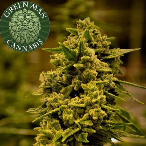 Green Man Cannabis - South Denver Website