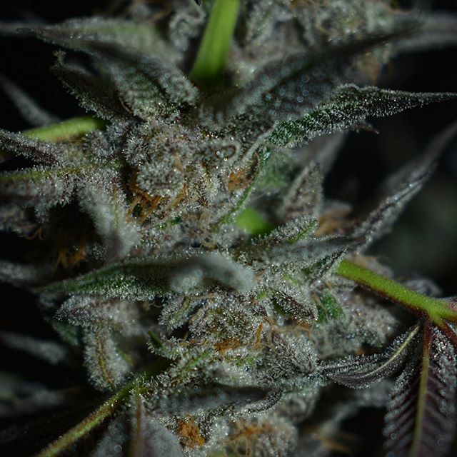 Grass Monkey Cannabis Company Website