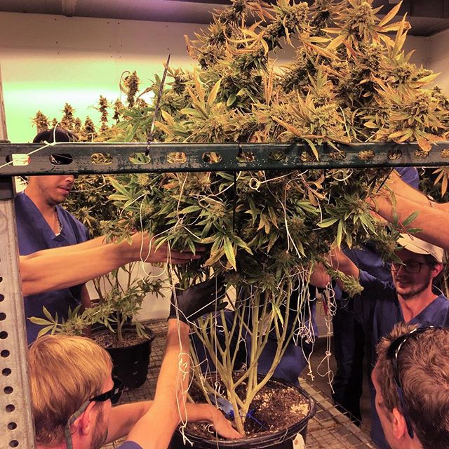 Medicine Man - Aurora Website