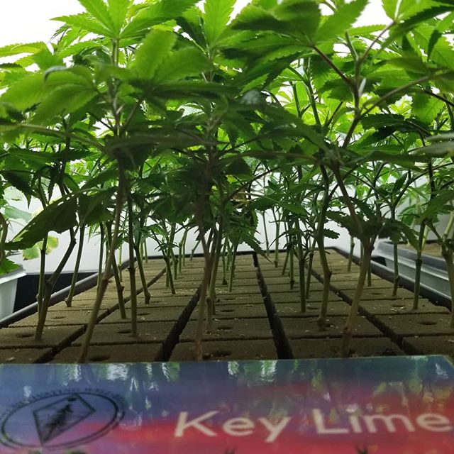 HPRC - Arcata Website