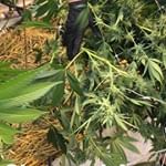 Ascend - Denver Website