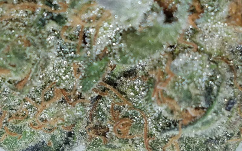 Secret Stash Xpress Website