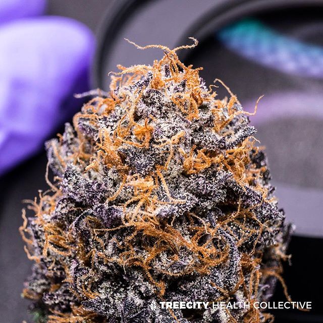 Treecity Health Collective Website