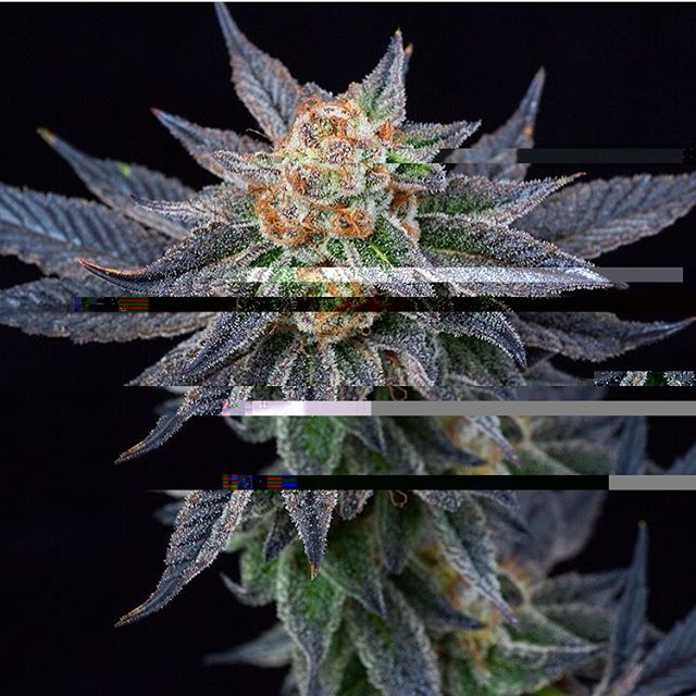 Purple Lotus Patient Center Website