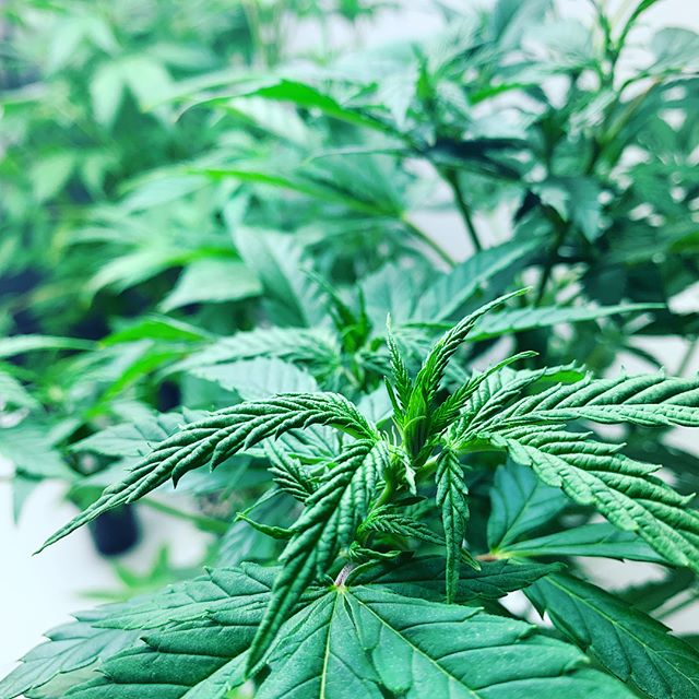 The Releaf Clinic Website