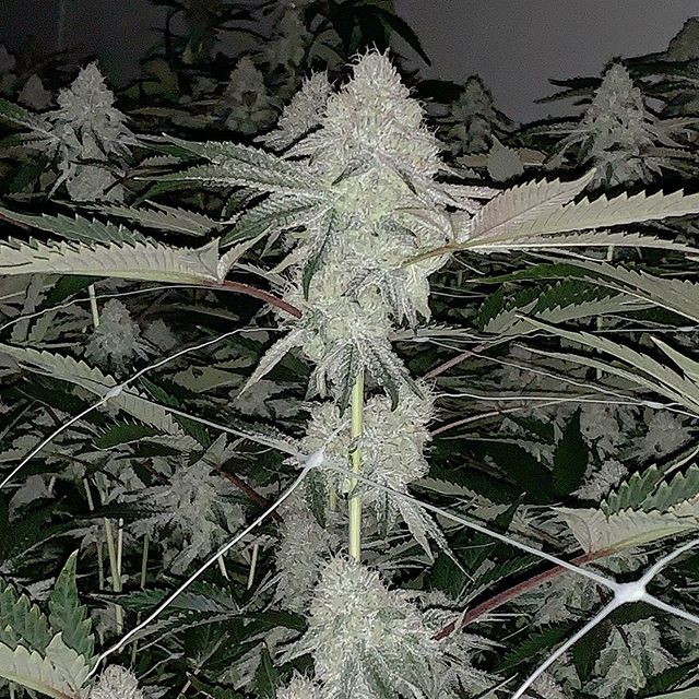 Spark1 - Missoula Website