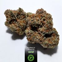 Pioneer Nuggets Website