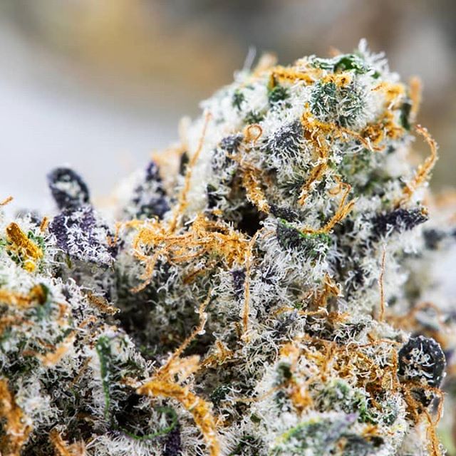 Urban Dispensary Website