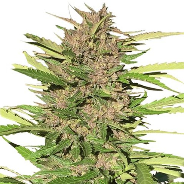 Kind Meds (AZ) Website