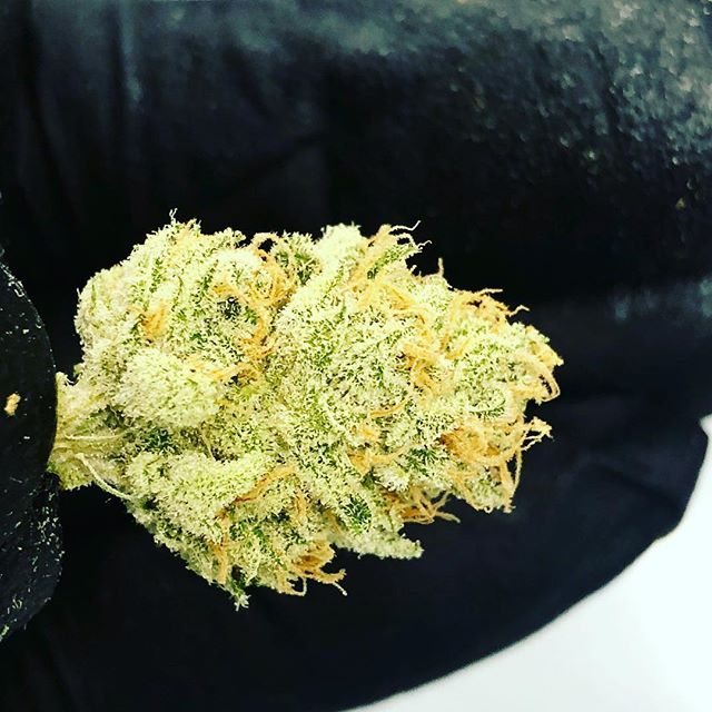 Northeast Alternatives - Medical Website