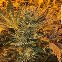 Pine Street Cannabis Company Website