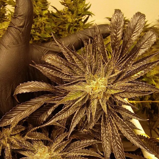 Herbal Healing Website