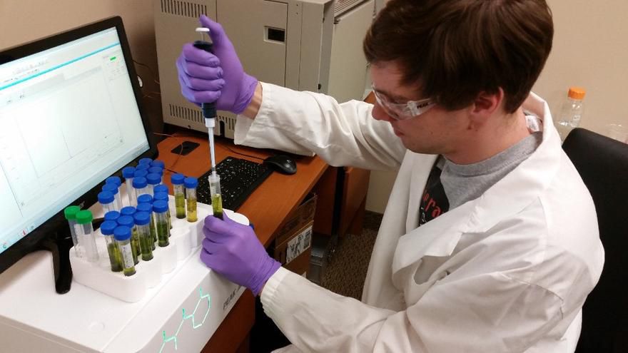 Encanto Dispensary Website