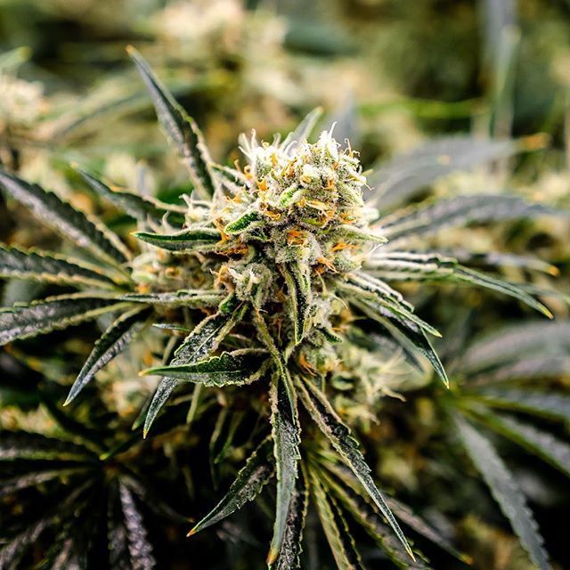 Cinder - North Division Website