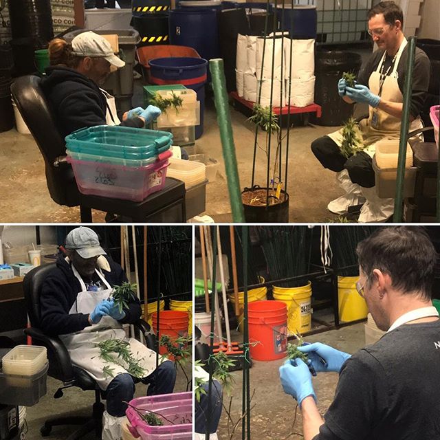 Sacred Seed Medical Dispensary Website