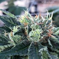 Ultra Health - North Valley Website