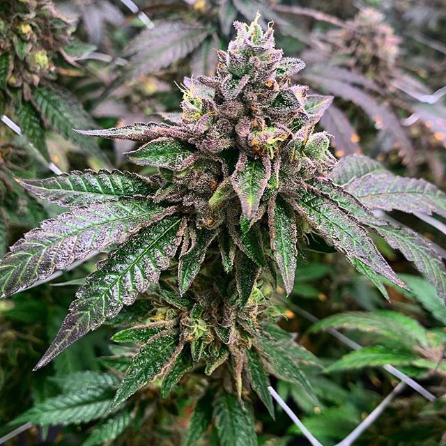 The Bakeréé Website