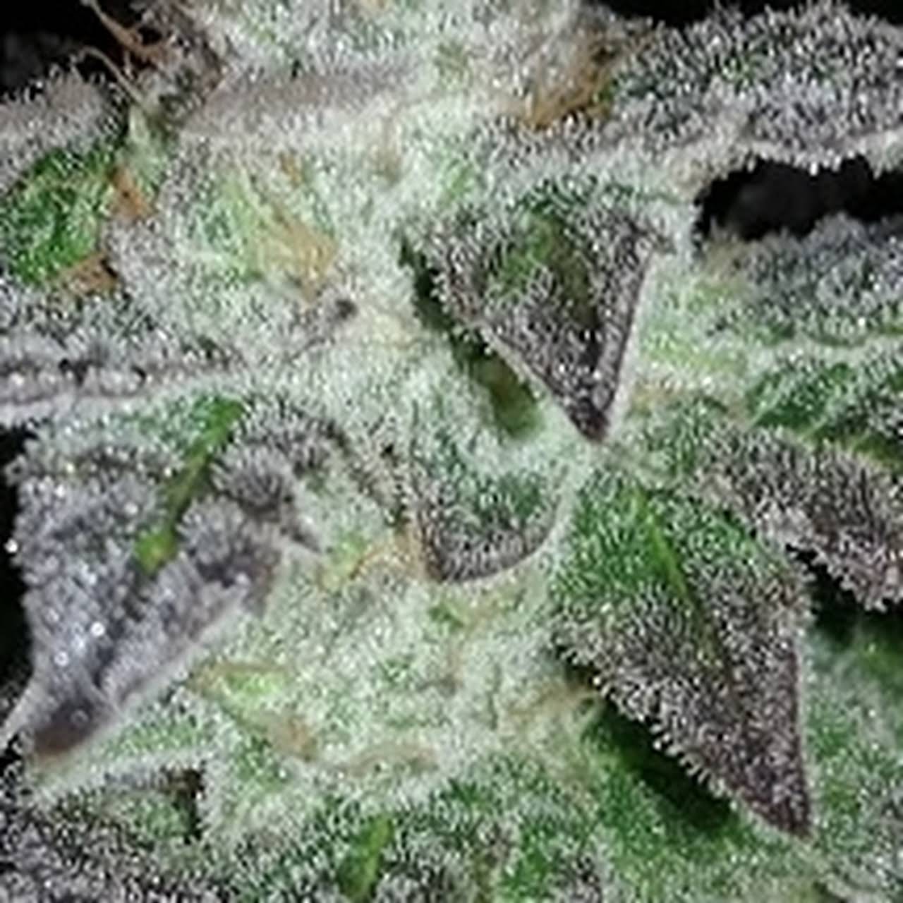 Hydroponic Consultancy Website