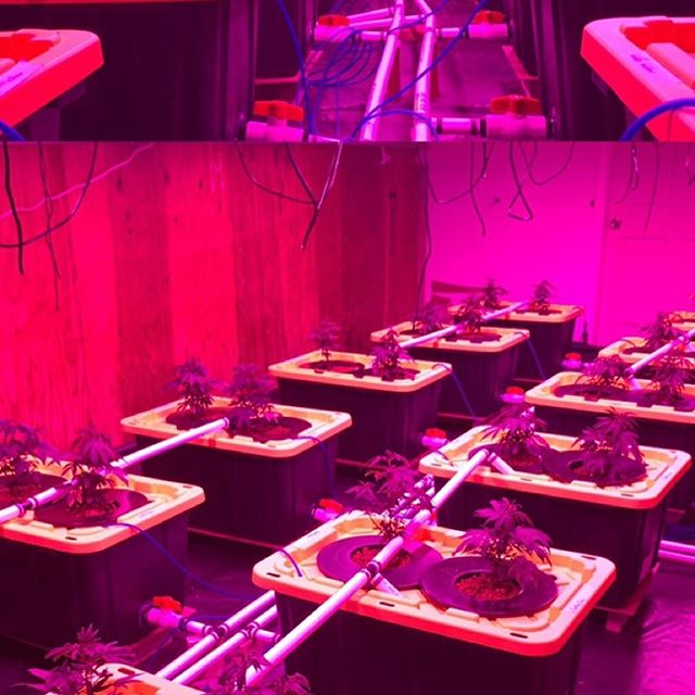 Better Buds of Maine Website