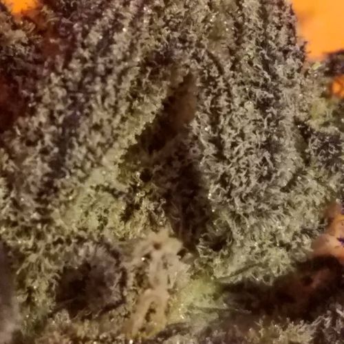 Secret Stash Xpress Website