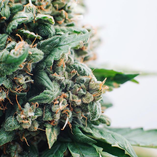 Starbuds Aurora Website