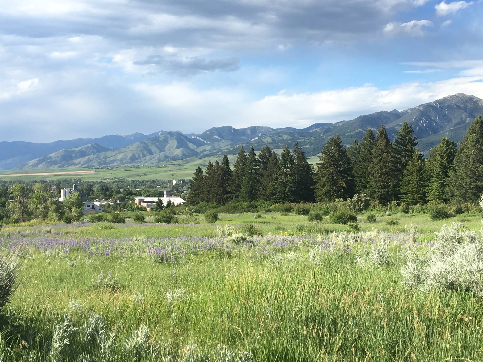 Collective Elevation - Bozeman Website