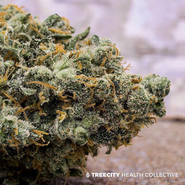 Treecity Health Collective Website