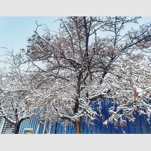 New Mexico Alternative Care Website