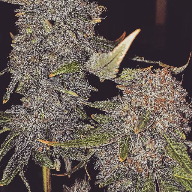 Alaska Weeds of Anchorage Website