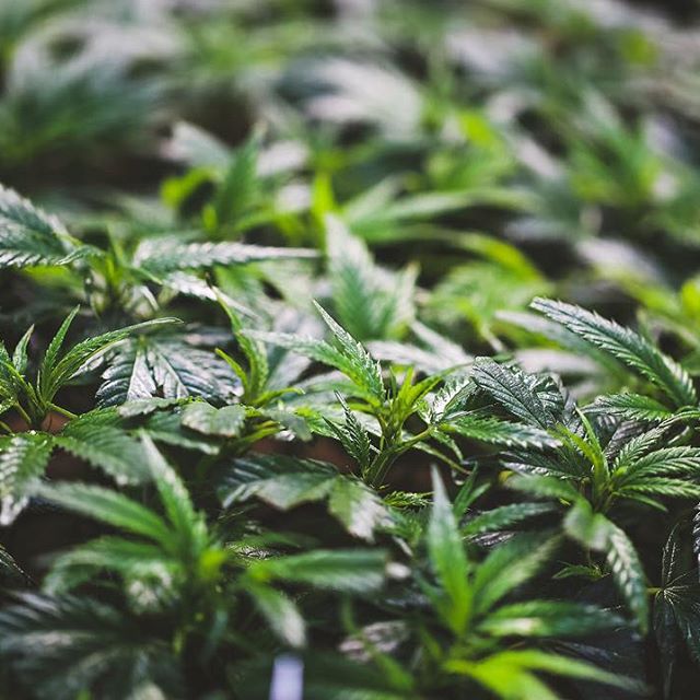 Strawberry Fields Colorado Springs Website