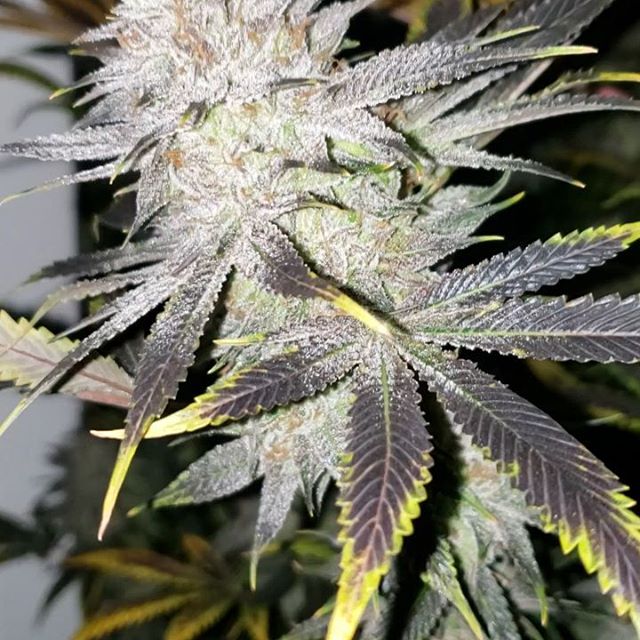 Healthy Pharms - Cambridge Website