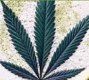 MedicalMarijuanaCard.NYC