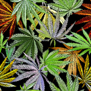 Jean’s Artworks/Camomoto