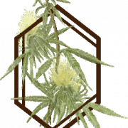 The Botanist - Middletow