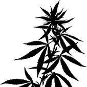 Rocky Mountain Cannabis - Ridgway