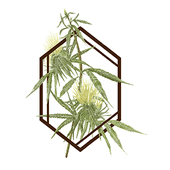 The Botanist - Buffalo