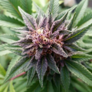 Pure Intentions Wellness Center