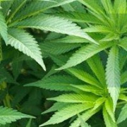 Therapeutic Health Clinic LLC