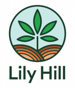 Lily Hill