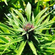 Skyline Farms California LLC